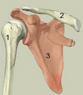 Massage shoulder pain relief in Apache Junction